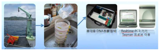 Flowchart showing assessment of species identification using Realtime PCR