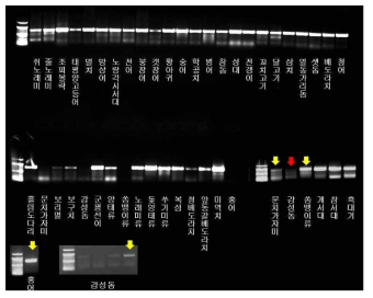 The PCR result of fish COI region for proving probes spotting in DNA chip