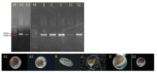 Photos of gel electrophoresis of 16SrDNA PCR products obtained from the single egg specimens collected in June, 2008. A1, Engraulidae sp. 1; A2, Engraulidae sp. 2; B*, Engraulis japonicus ; C, Sardinella zunasi ; D*, Inimicus sp.; E2*, Acanthopagrus schlegeli