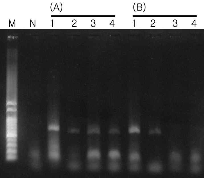 COI PCR products of Repomucenus eggs (A1-B4) whose DNAs were extracted using Chelex. M, 100 bp DNA ladder; N, control DNA; A1-A4, use of 1 ㎕ DNA as template for amplification; B1-B4, use of 1㎕ DNA diluted to 1/10 as a template DNA for amplification