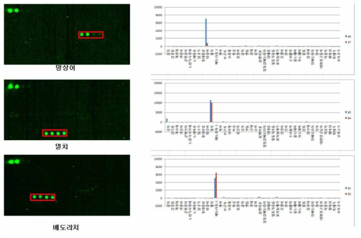 Ditrema temmincki, Engraulis japonicus, and Pholis nebulosa DNA chip test