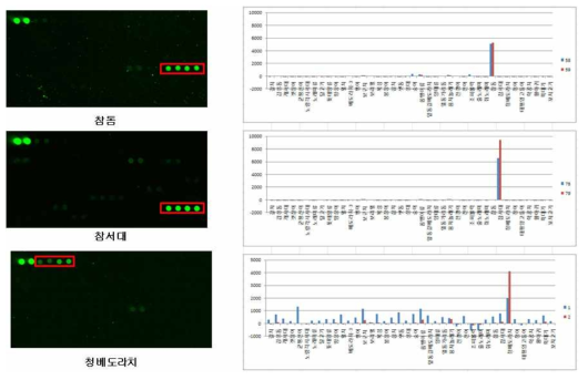 Pagrus major, Cynoglossus joyneri, Parablennius yatabei DNA chip test