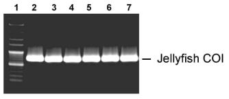 jellyfish target gene (COI) amplification. Lane 1: 100 bp DNA ladder, Lane 2: A. coerulescens , Lane 3: A. aurita, Lane 4: Bolinopsis sp, Lane 5: C. nozakii, Lane 6: D. quinquecirrha, Lane 7: N. nomurai