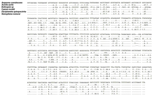 Sequence alignment of mt COI genes from 6 jellyfish species