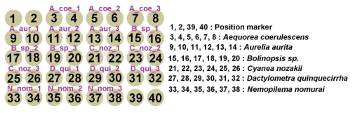 Layout of DNA microarrays for jellyfish species identification