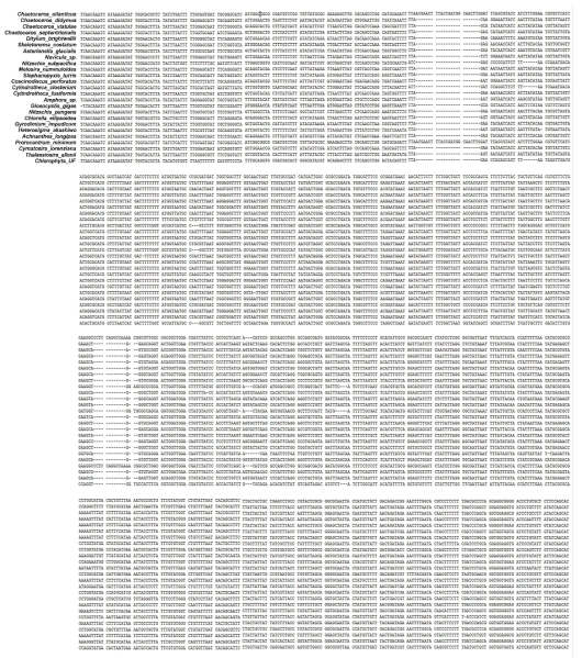 Sequence alignment of mtCOI genes from 25 microalgal species