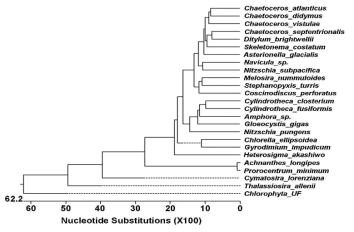 Topologies obtained via phylogenetic analysis of microalgal COI gene