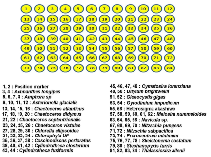 Layout of DNA chip for microalgal species identification