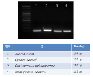 COI amplification by PCR in jellyfish