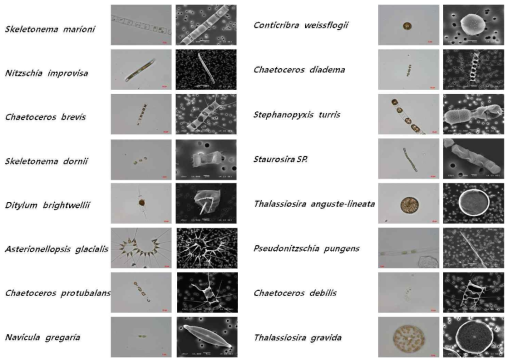 SEM image for microalgae species isolation