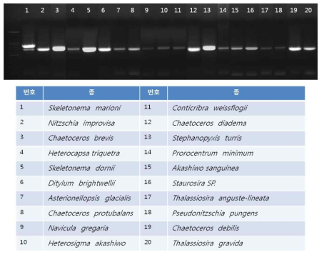 COI amplification by PCR in microalgae