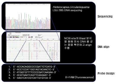 Probe design method for FISH analysis