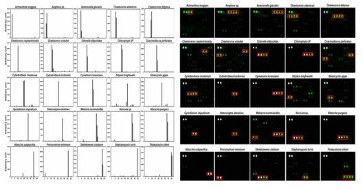 DNA chip analysis using species-specific probes (microalgae)