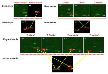 DNA chip test by mixed samples (2, 3 and 4 species)