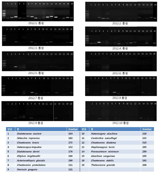 Confirmation of microalgaes using on site samples