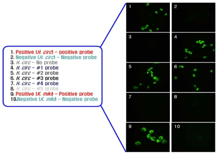 Probe test for detecting Heterocapsa circularisquama