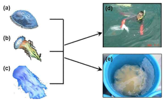 Image of jellyfish and method of sampling. (a) Aurelia aurita, (b) Dactylometra quinquecirrha, and (c) Cyanea nozakii. (d) method of diving (e) method of bucket