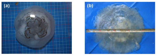 Measurement of jellyfish umbrella diameter in water (a) and in air (b)