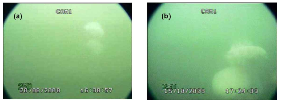 Photographic image using under water camera (a) three Aurelia aurita and (b) two Aurelia aurita