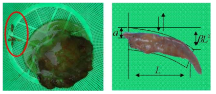 Shape of jellyfish symbiosis (left), shape of shrimp using acoustic model (right)