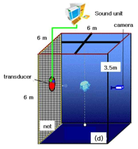 Schematic of acoustic experiment of jellyfish (Nemopilema nomurai , side-aspect)