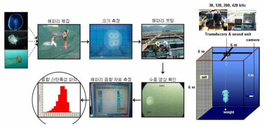 Method for measuring the acoustical characteristics of jellyfish