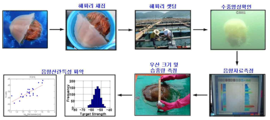 Method for measuring the acoustical characteristics of jellyfish (Nemopilema nomurai )