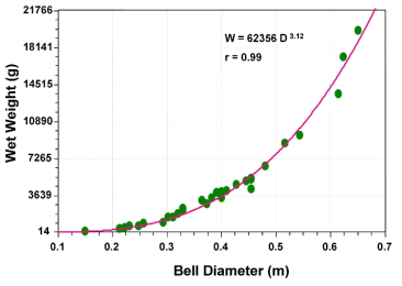 Relationship between bell diameter in water and bell diameter in air of an jellyfish (Nemopilema nomurai)