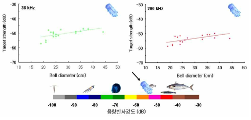 Relationship between bell diameter and averaged target strength of an jellyfish (Cyanea nozakii ) and comparison between other scatterers of acoustic target strength of the jellyfish (Cyanea nozakii )