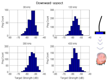 Downward-aspect target strength (TS) frequency for jellyfish (Nemopilema nomurai , diameter: 65 cm)