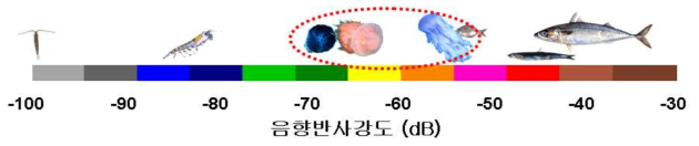 Comparison between other scatterers of acoustic target strength of the jellyfish