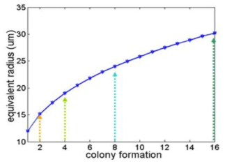 Equivalent spherical radius from types of chain-forming red tide (C. polykrikoides)