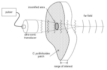 Insonified area from C. polykrikoides patch