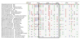 The sequence for design of probes using for DNA chip