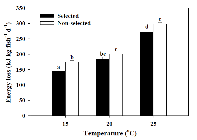 참돔 선발(selected) 및 비선발(non-selected) 집단의 수온에 따른 대사 에너지 손실. 서로 다른 윗첨자를 가진 값(평균±SE)은 유의적으로 다름(n=3)