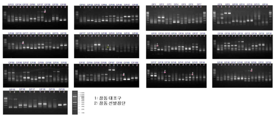 ACP-based PCR을 이용한 참돔 근육조직에서의 발현량 차이 탐색 결과