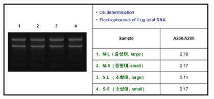 강도다리 근육조직 total RNA 전기영동 결과