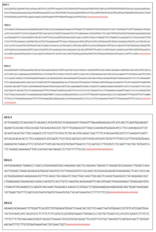 차등발현유전자의 염기서열(DEG 1~6)