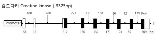 강도다리 Creatine kinase (muscle-type) 전체 유전자의 구조