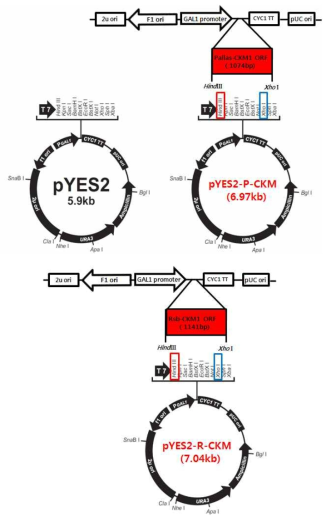 강도다리와 참돔 CKM1 유전자 ORF 영역 발현유도를 위한 벡터시스템