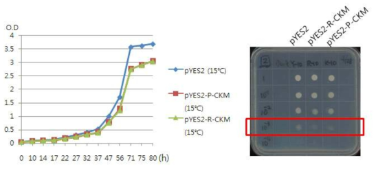 강도다리와 참돔 CKM1 유전자로 형질전환된 yeast 세포의 성장패턴