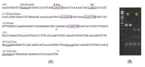 강도다리 CKM1 유전자 전사조절 영역 내 염기서열 변이(A)와 Hpy99I 절단 패턴(B)