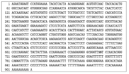 강도다리 phosphoglucose isomerase cDNA의 염기서열 (GenBank accession. JN581984)