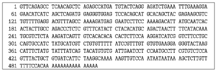 강도다리 inosine monophosphate dehydrogenase 2 cDNA의 염기서열