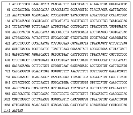 볼락 muscle-type creatine kinase (CKM1) mRNA 염기서열 (GenBank accession. JN187085)