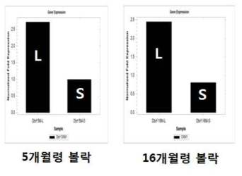 볼락 muscle type creatine kinase (CKM1) 유전자 발현양상 분석