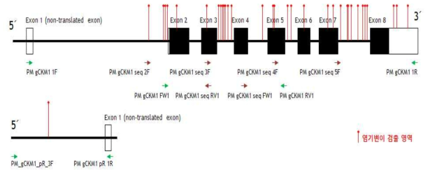 참돔 CKM1 (muscle-type creatine kinase) 유전자 변이 재검증 영역