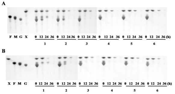 [그림 3-55]의 배양과정의 중간 배양액을 TLC한 결과. surface aeration rate ; (a) 30 mL/min, (b) 100 mL/min. X, F, M, G 는 각각 xylose, fructose, mannose, glucose로 standard