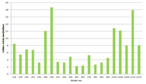선별된 cellulase 생산 미생물의 효소활성