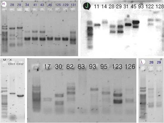 Beta-glucanase 부분서열 증폭 결과